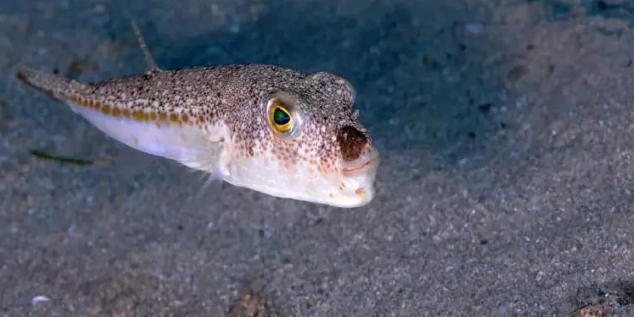 Balon Balığı İstilası: 50 Milyon Tehlike Kapıda!